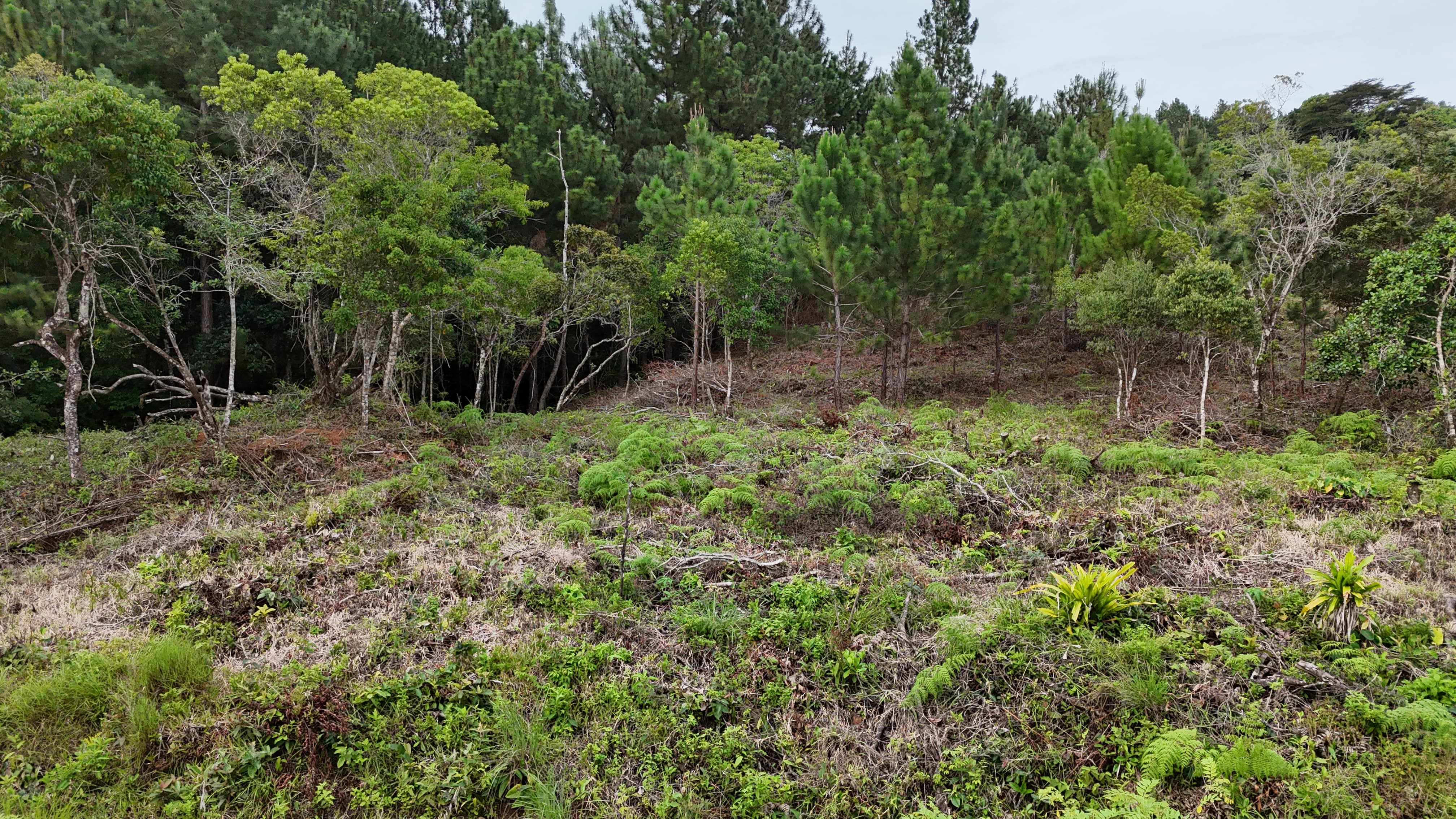 Finca Las Nubes